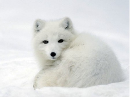 le renard polaire en hiver